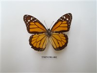 藏品(帝王斑蝶)的圖片